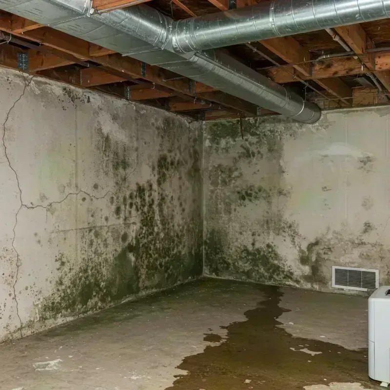 Professional Mold Removal in Francisville, KY